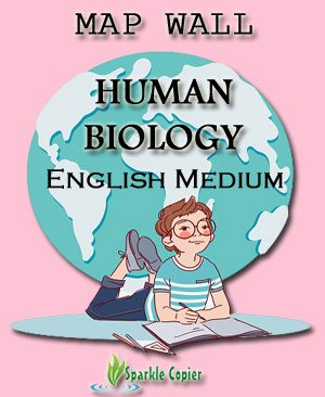 Human Biology Wall Map English Medium